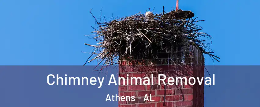 Chimney Animal Removal Athens - AL