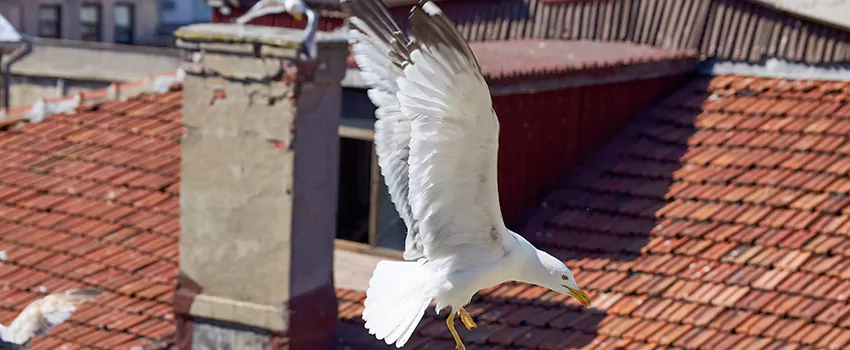 Residential Chimney Animal Removal Solution in Athens, AL